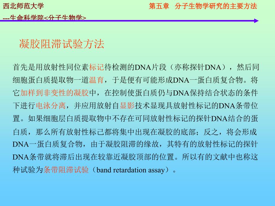 分子生物学的研究方法dna蛋白质相互作用_第2页