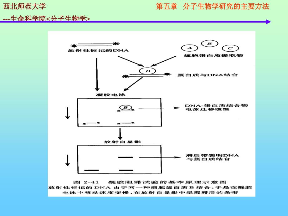 分子生物学的研究方法dna蛋白质相互作用_第3页