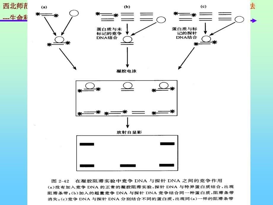 分子生物学的研究方法dna蛋白质相互作用_第5页