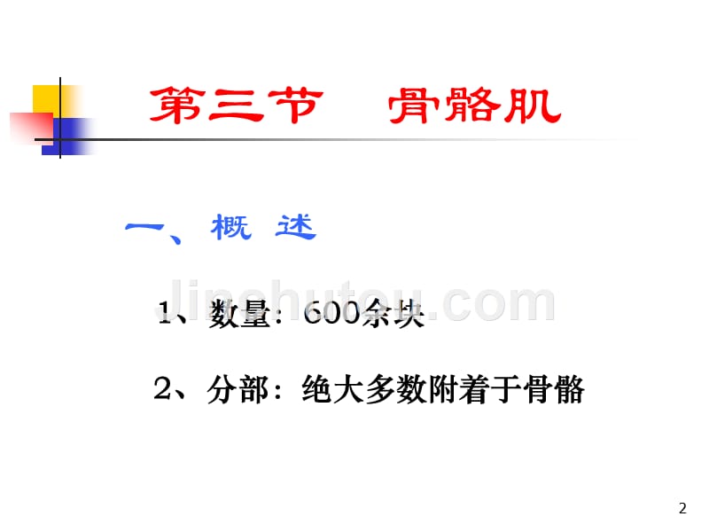 《运动系统3骨骼肌》ppt课件_第2页