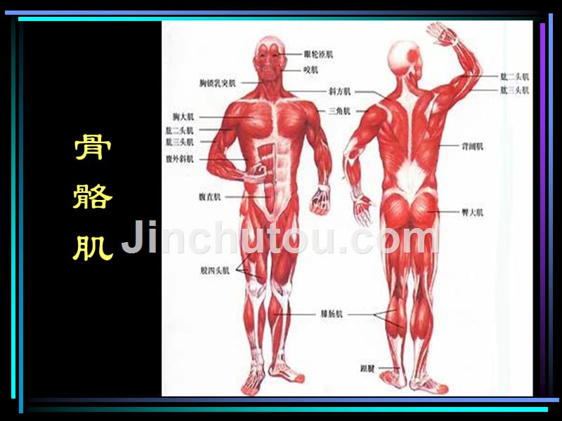 《运动系统3骨骼肌》ppt课件_第3页