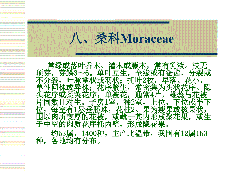 《桑科moracea》ppt课件_第1页