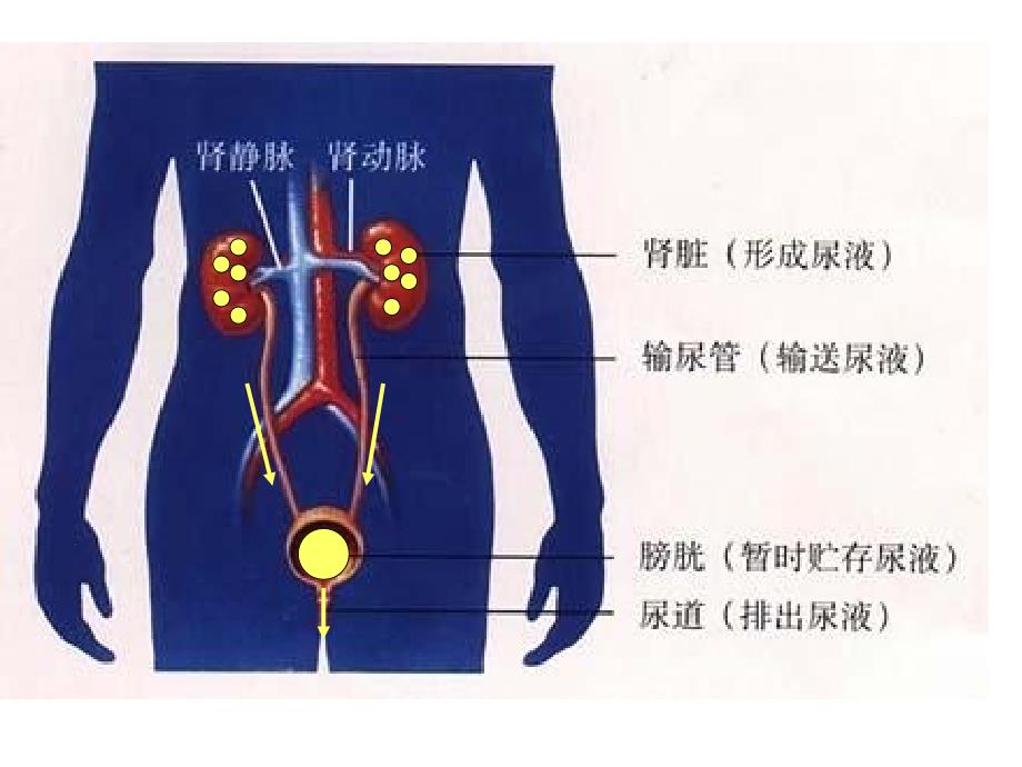 初中生物七年级下册《人体内废物的排出_第4页