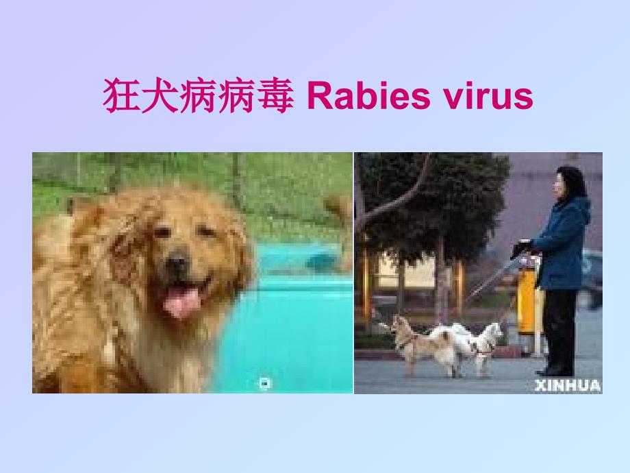 狂犬病病毒rabiesviru_第1页