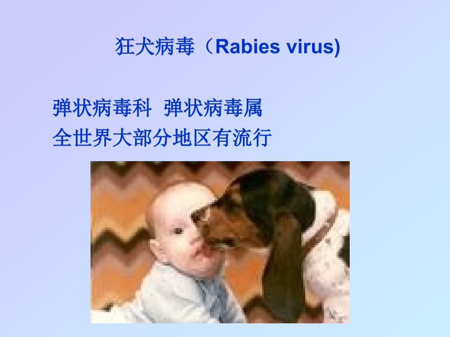 狂犬病病毒rabiesviru_第2页