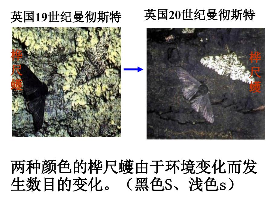 隔离与物种的形成课件新人教版必修_第3页