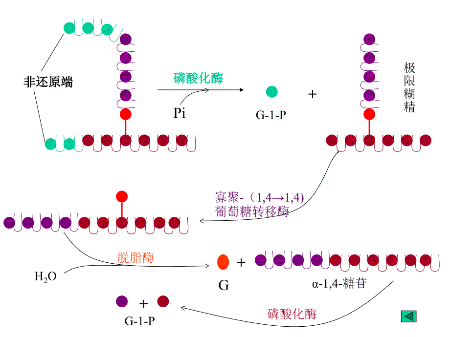 《ca糖代谢》ppt课件_第3页