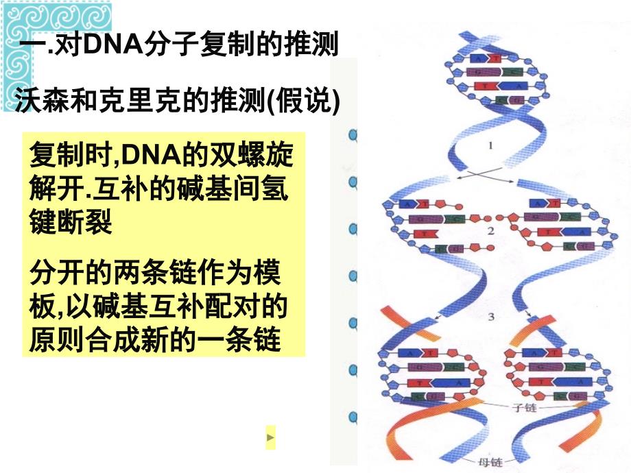 《dna的复制》ppt课件 （2）_第2页