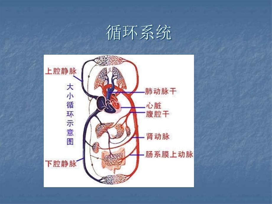 核工业辐射防护知识培训教材 第二章 辐射对人体健康的影响_第3页