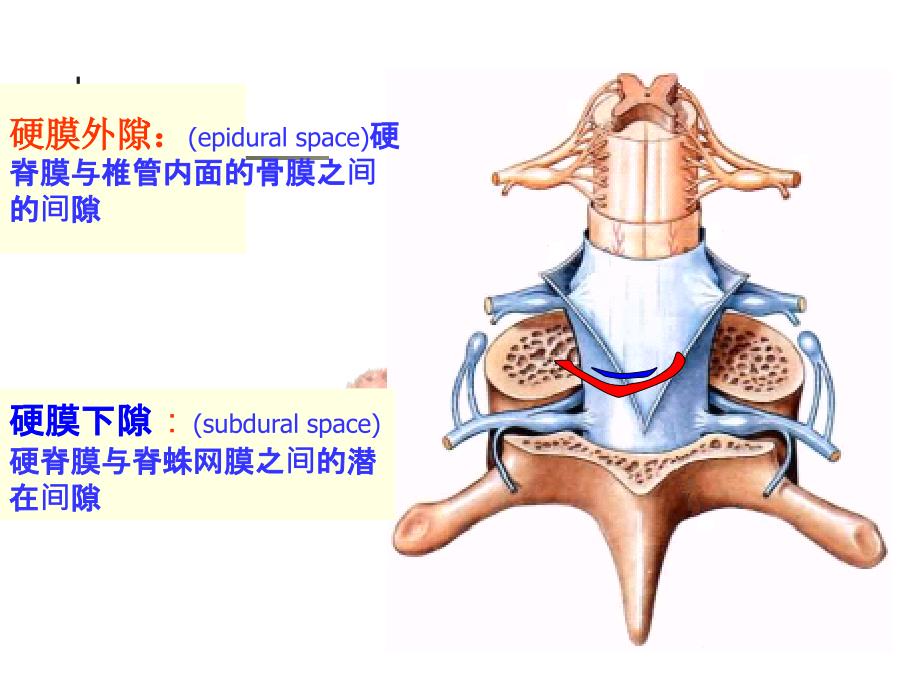脑和脊髓的血管、被膜、脑脊液循环_第4页