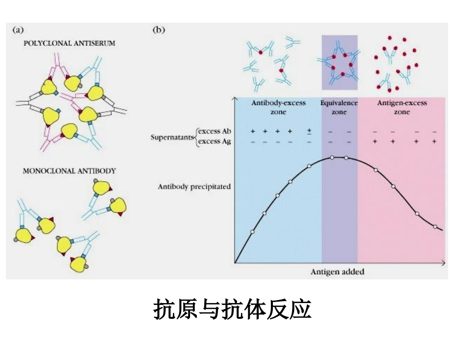 《沉淀反应》ppt课件-2_第4页