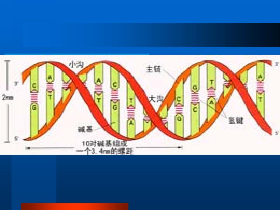 《y染色体遗传特性》ppt课件_第3页