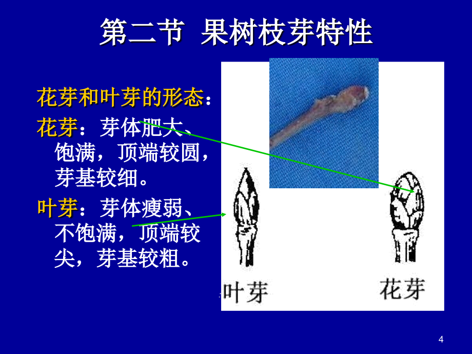 《果树枝芽特性》ppt课件_第4页