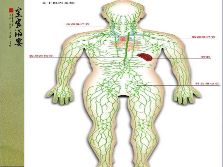 《沉香淋巴养身》ppt课件_第2页