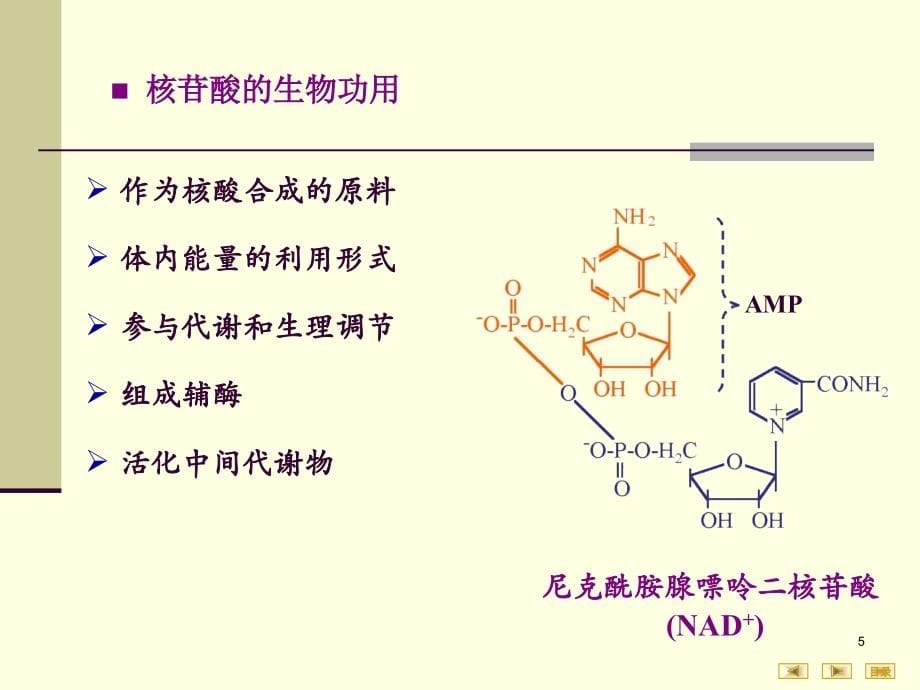 《核苷酸de代谢》ppt课件_第5页