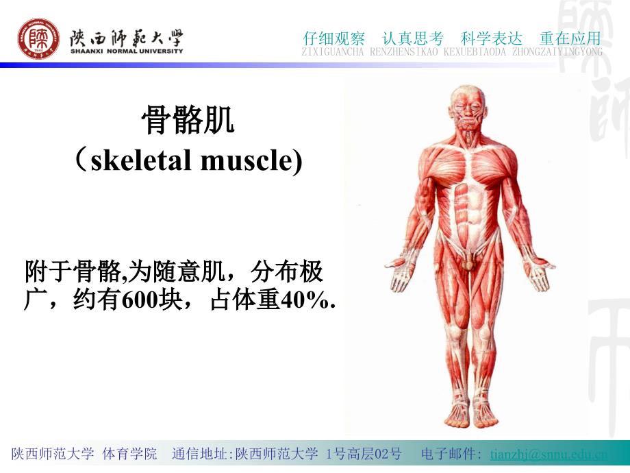 篇人体运动的执行体系-骨骼肌的概述 - 运动解剖学- 陕西师范大学_第4页