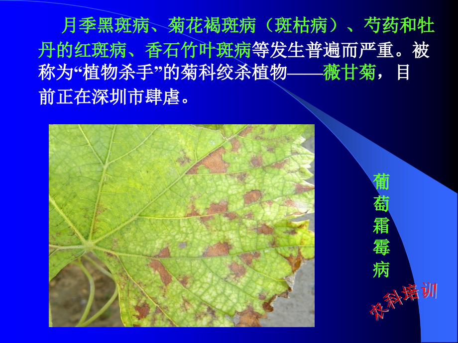 《植物病虫害知识》ppt课件_第4页