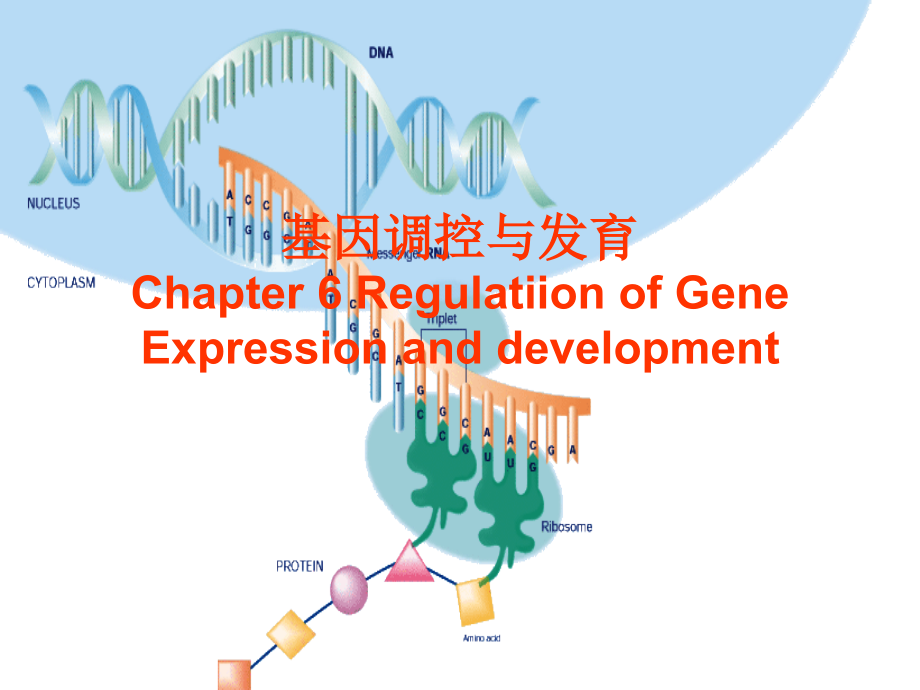 〖医学〗基因调控与发育_第1页