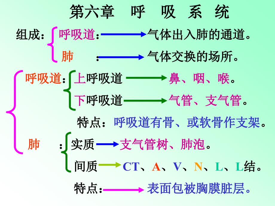 《解剖学呼吸系统》ppt课件_第1页