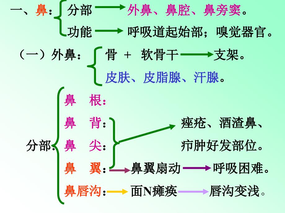 《解剖学呼吸系统》ppt课件_第2页