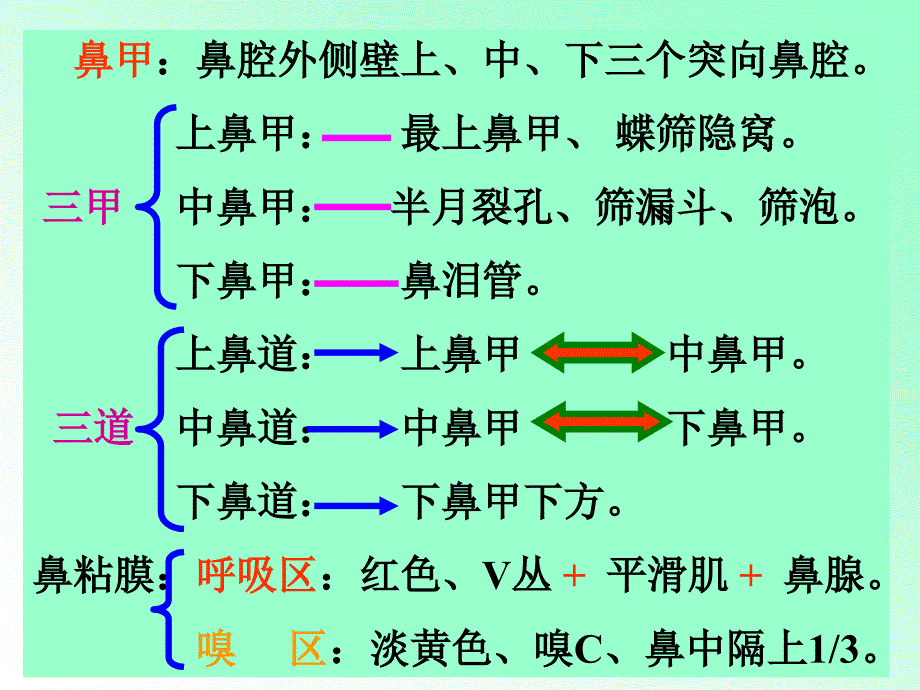 《解剖学呼吸系统》ppt课件_第4页