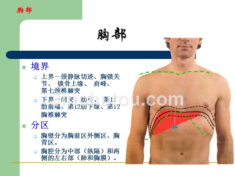 胸前区、腋窝、股前内侧区(yzg) (1)_第4页