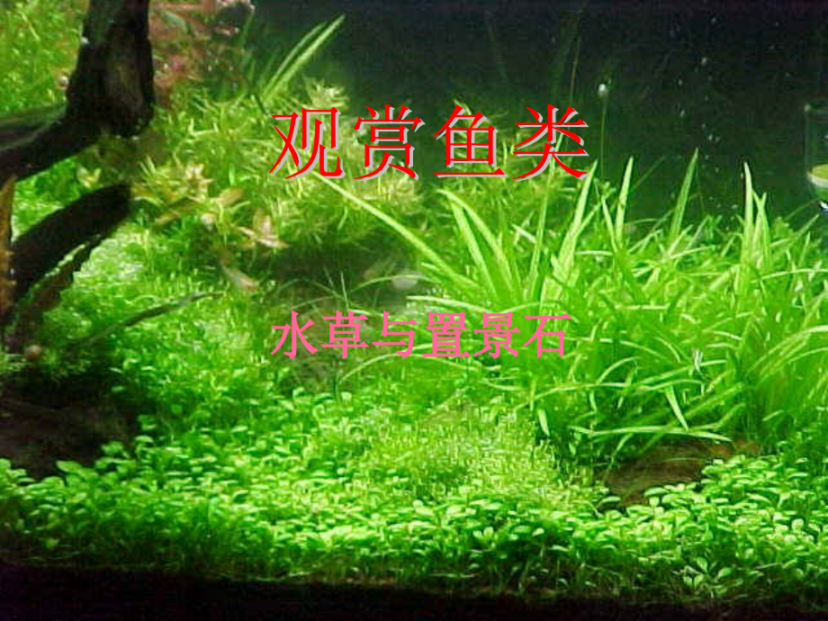 《水草与置景石》ppt课件_第1页