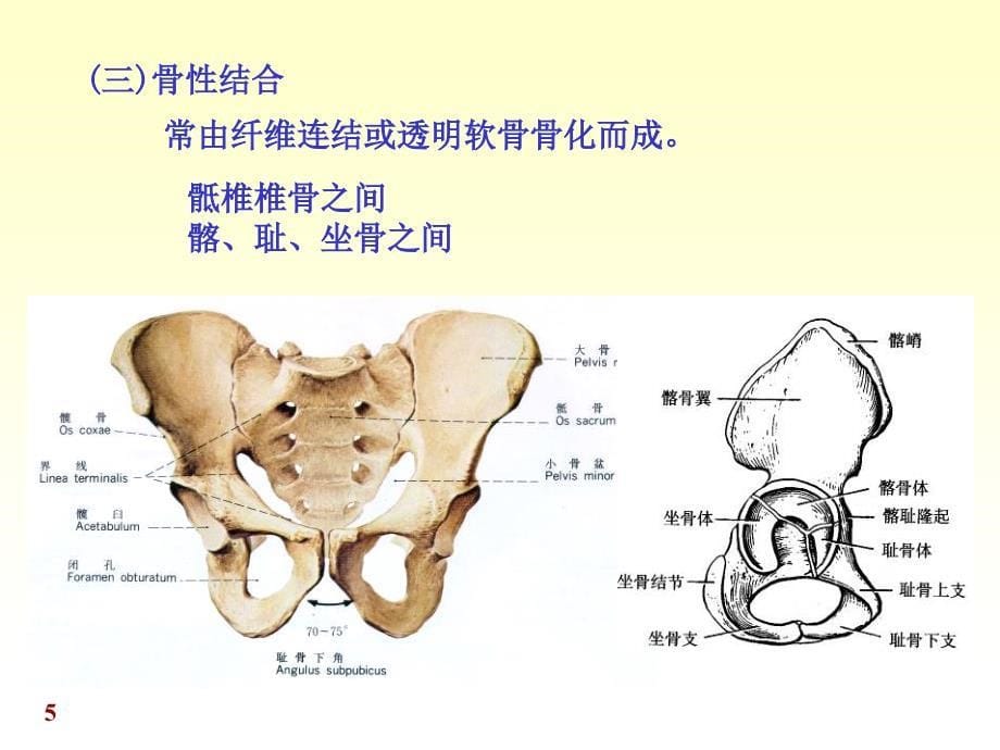 系统解剖学第二章关节学_第5页