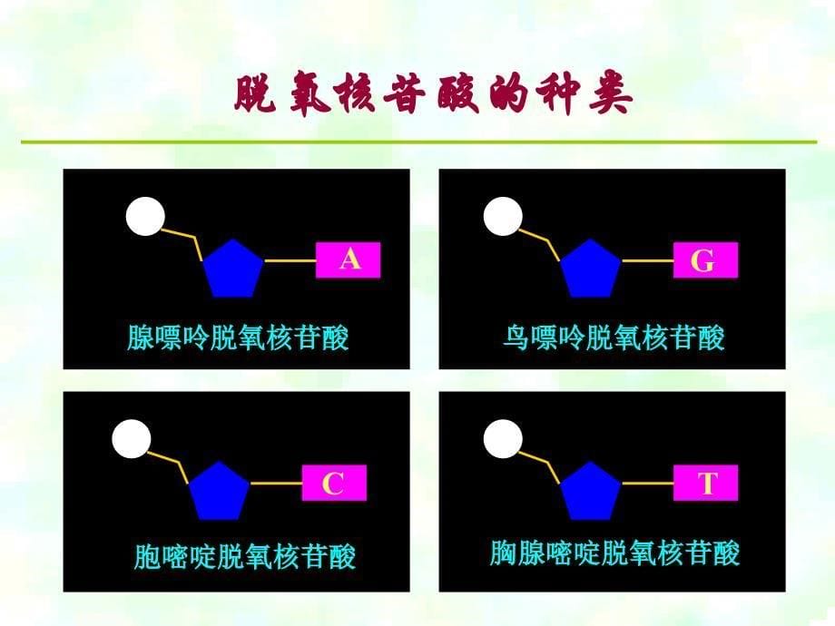 《xq,dna分子的结构》ppt课件_第5页