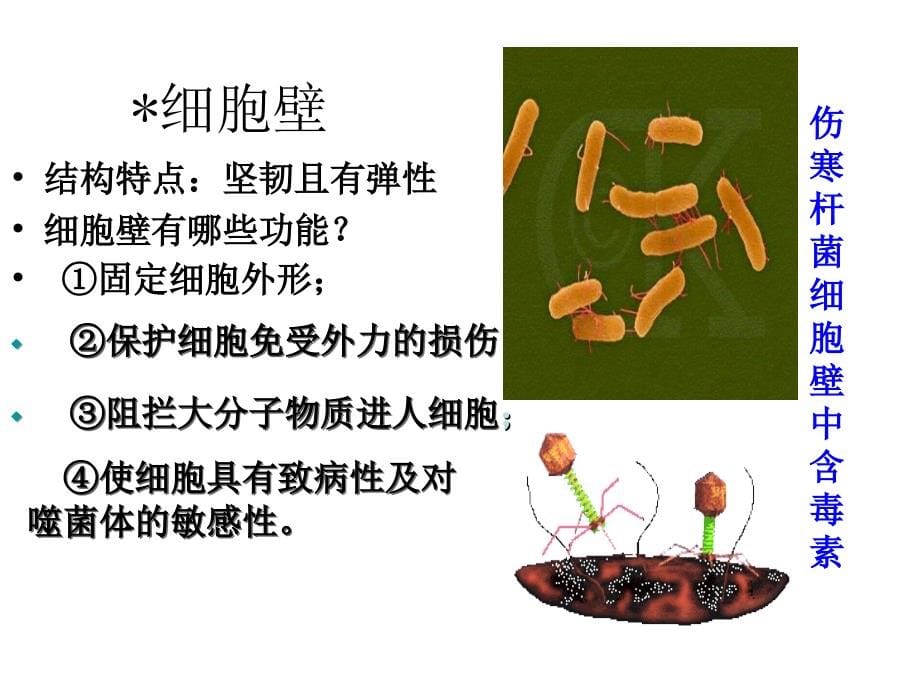 微生物的实验室培养-2_第5页
