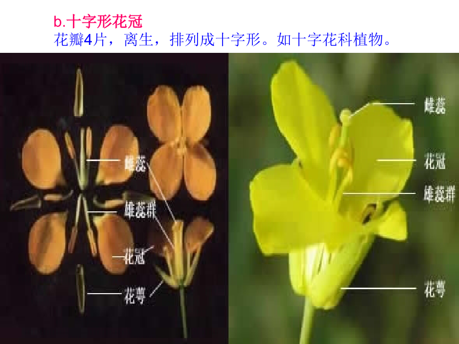 生科植物学1教案(第四章)种子植物的繁殖及繁殖器官_第5页