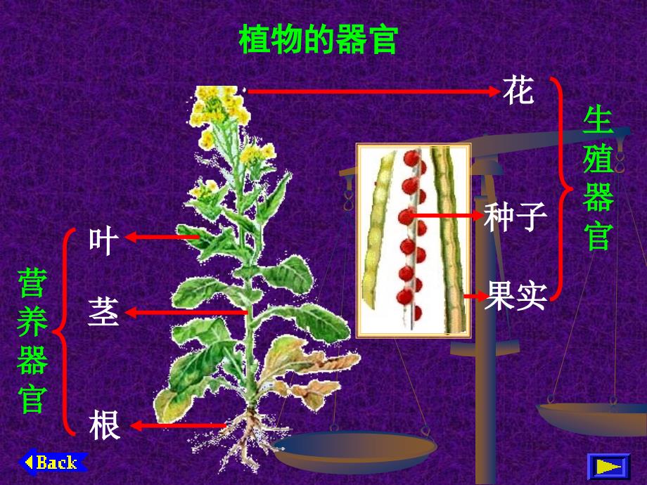 《人体的结构层次》ppt课件_第2页