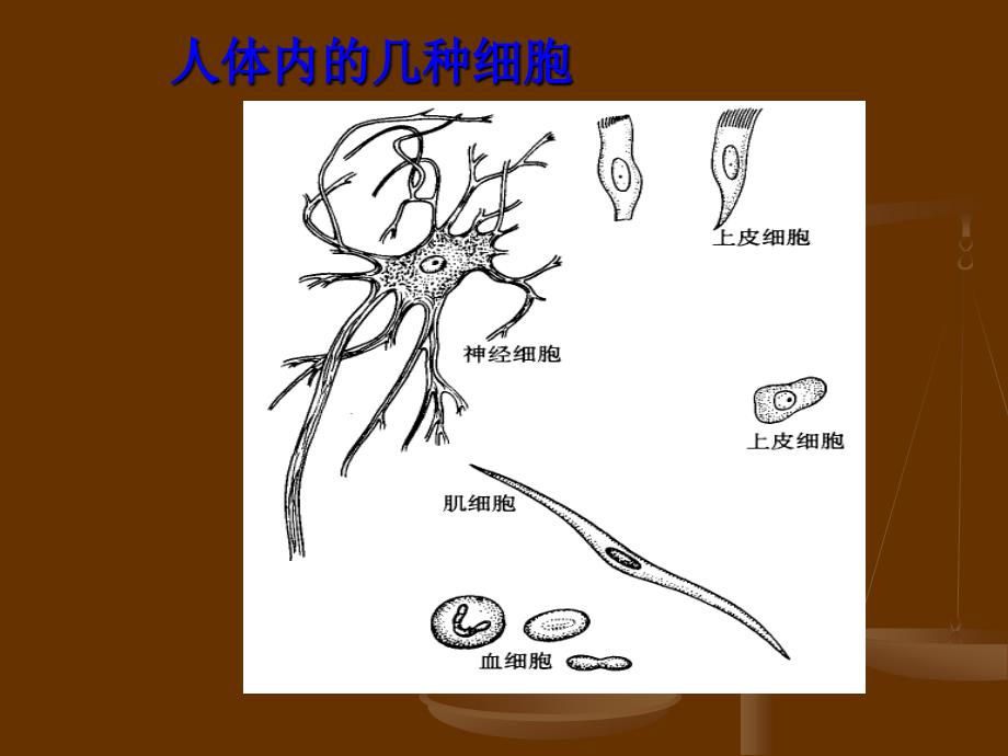 《人体的结构层次》ppt课件_第4页