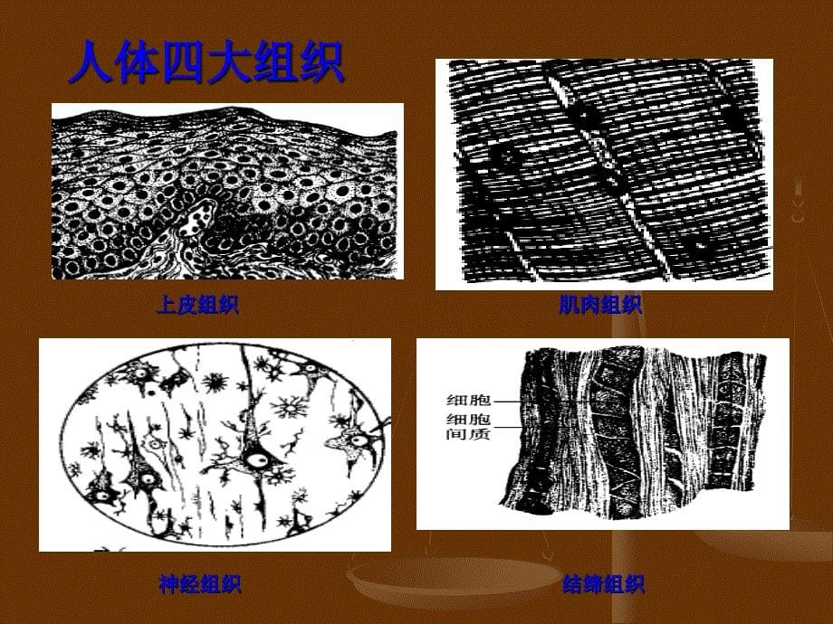 《人体的结构层次》ppt课件_第5页