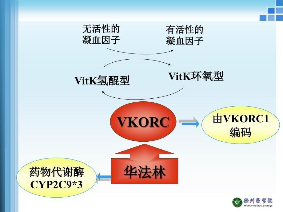 《遗传药理学例》ppt课件_第5页