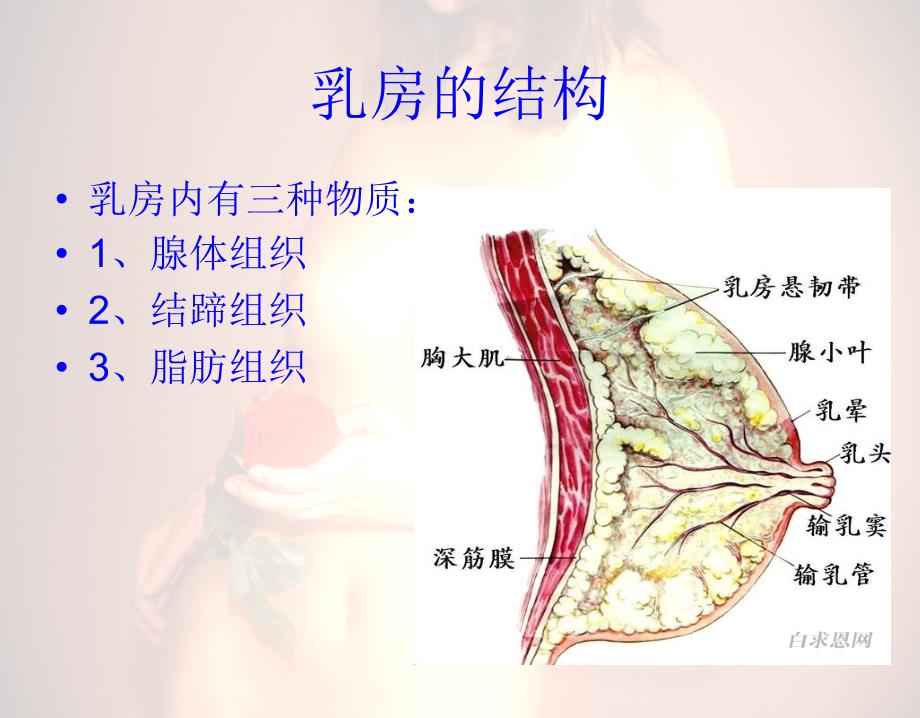 《妇科常识》ppt课件_第4页