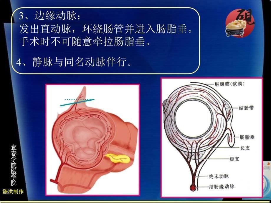 《人体局解腹部》ppt课件_第5页