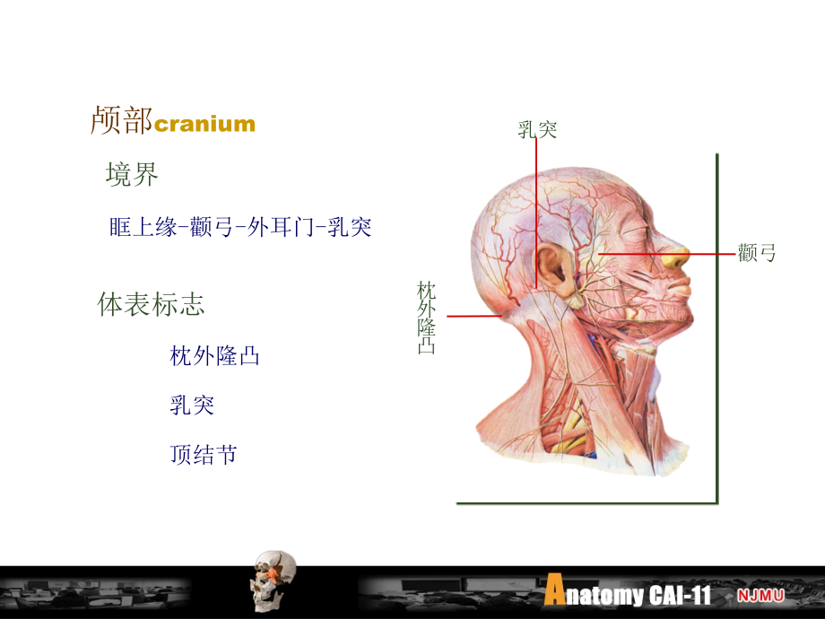 《头颈部颅面部》ppt课件_第2页