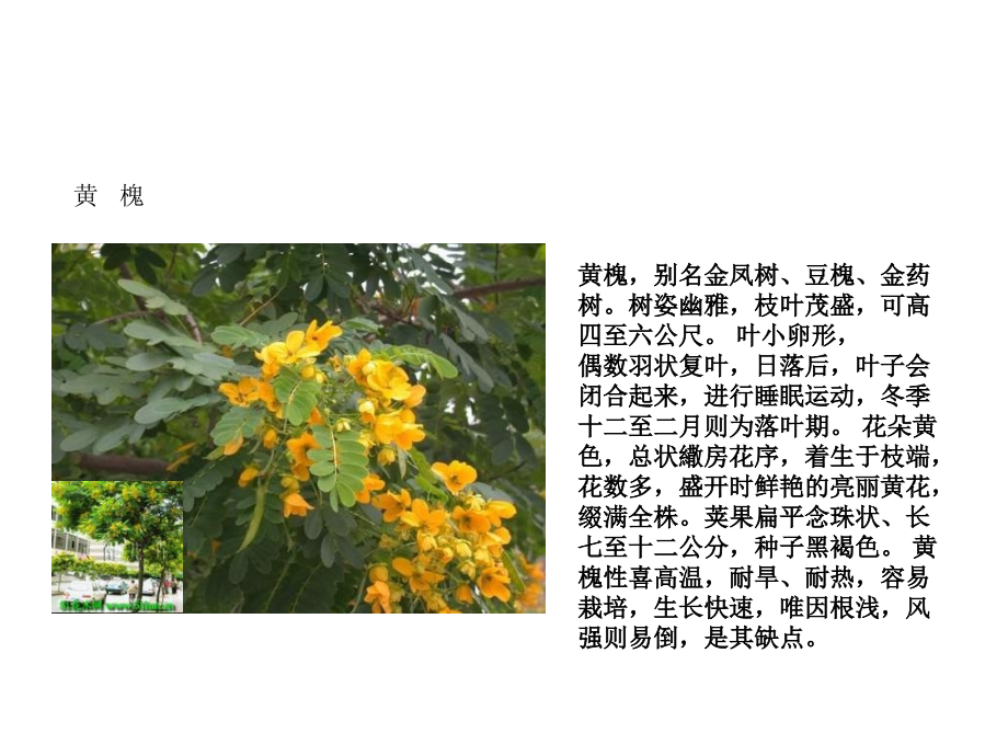 《景观树种乔木篇》ppt课件_第2页