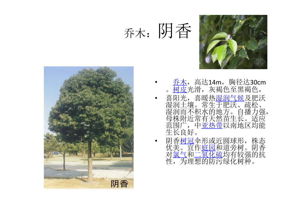 《景观树种乔木篇》ppt课件_第4页