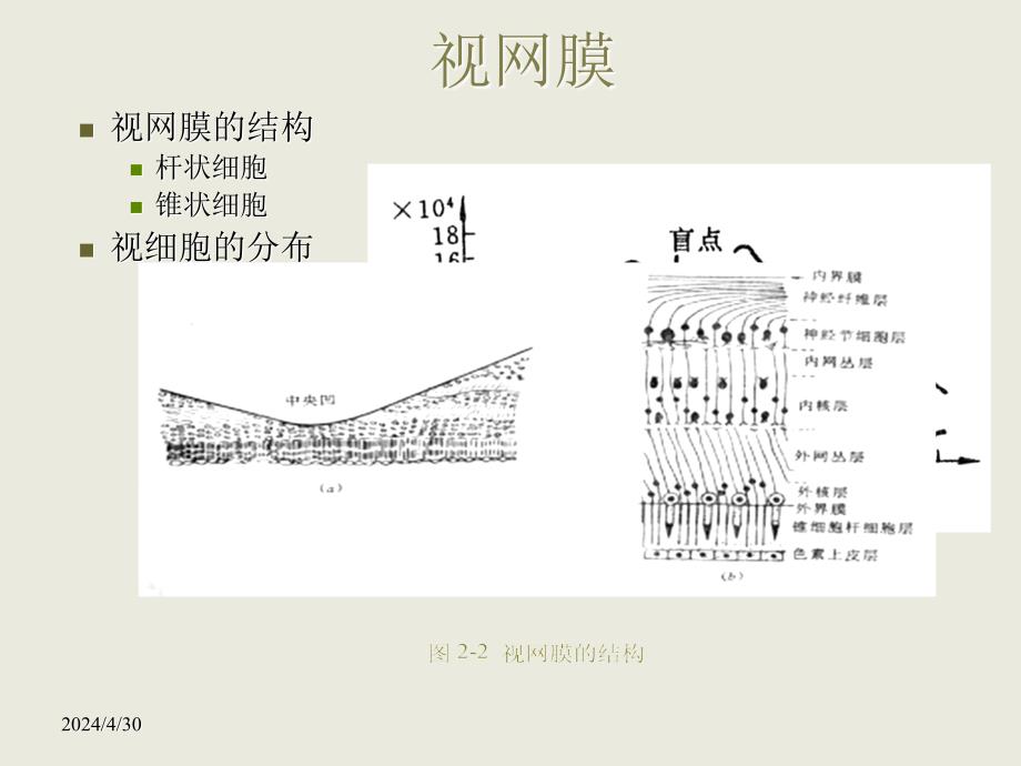 人眼的视觉特性与图像探测2008春_第4页