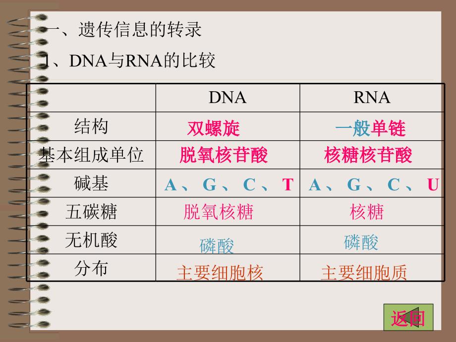 人教版教学课件基因的表达_第2页