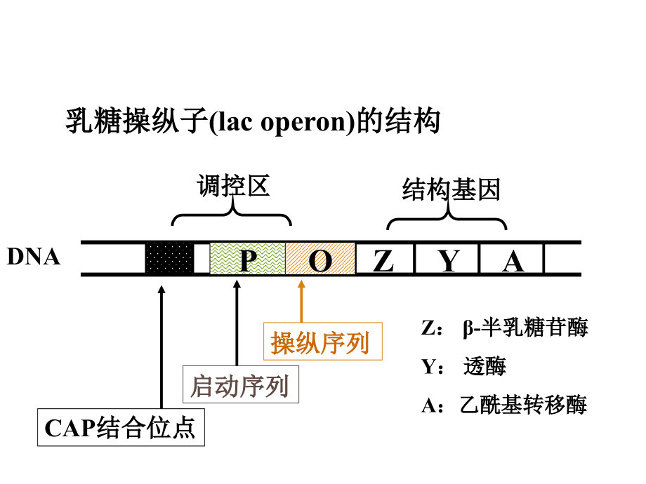 《基因与基因组》ppt课件_第4页