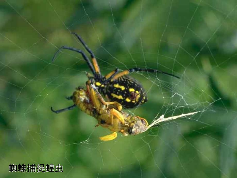 非生物因素对某种生物的影响_第3页