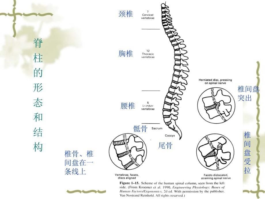 座椅设计的人体工程学_第5页