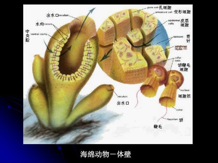 《海绵动物门》ppt课件_第5页