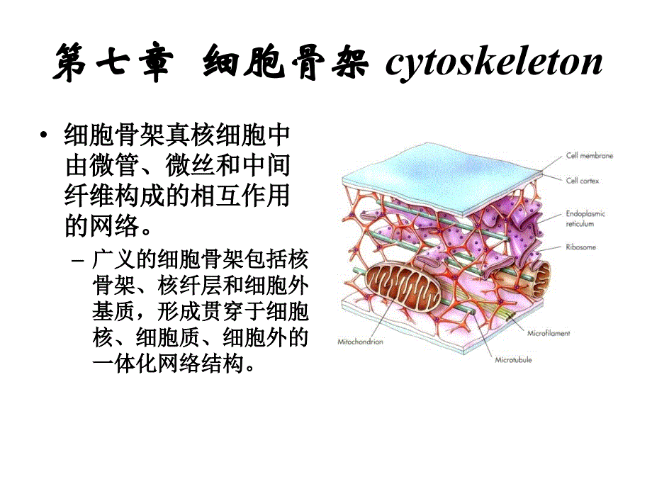 大学细胞生物学课件-第七章__细胞骨架_第1页