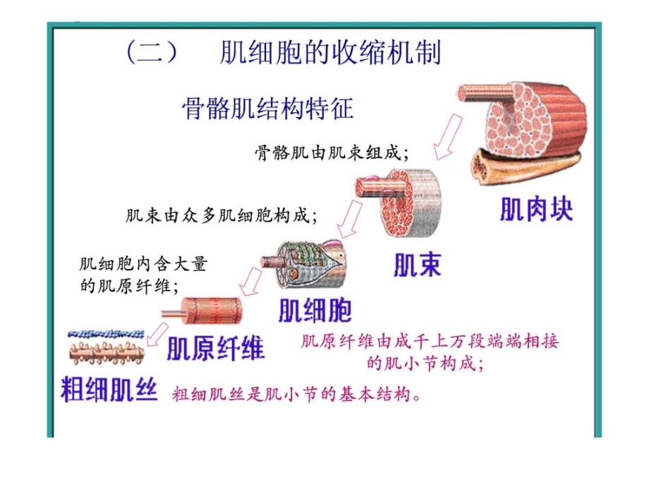 《骨骼肌压缩》ppt课件_第1页