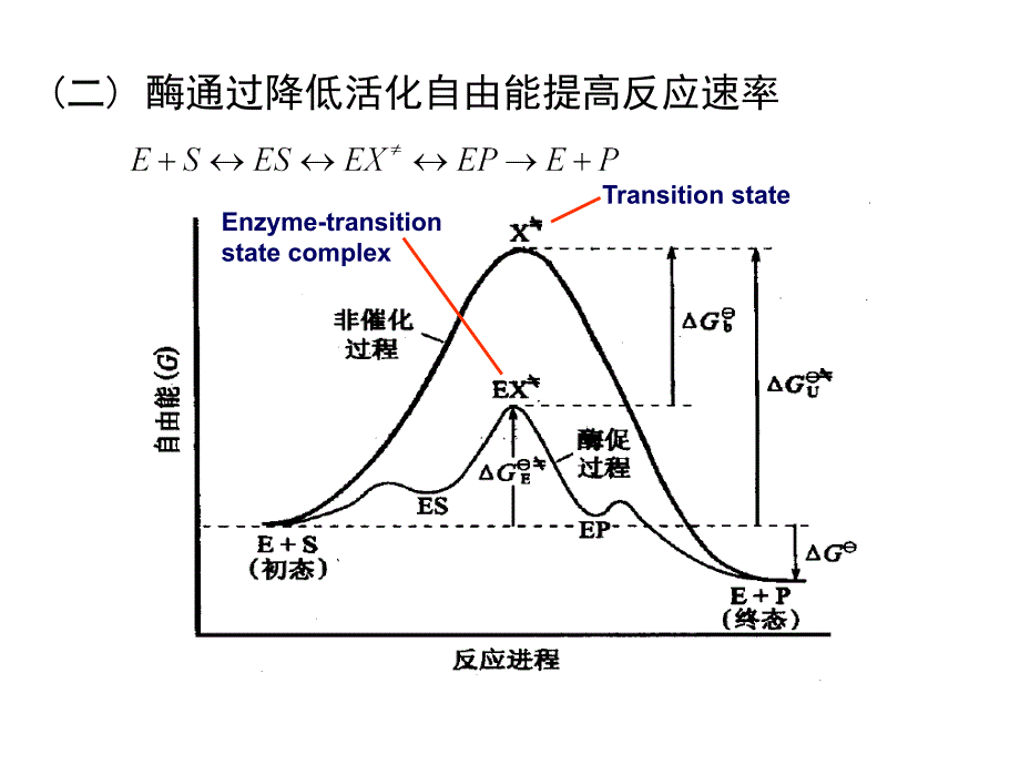 《酶引论教学用》ppt课件_第4页