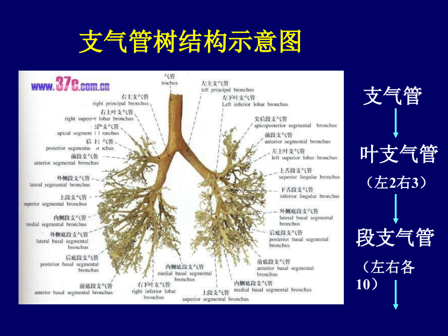 病理学呼吸系统精美课件附大量_第3页